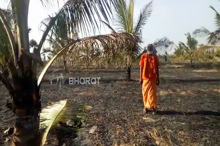 destruction of coconut trees by fire