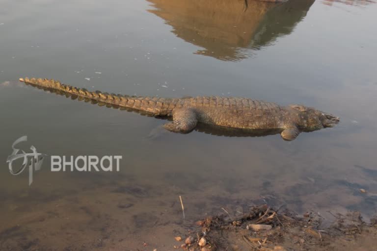 Tungabhadra River