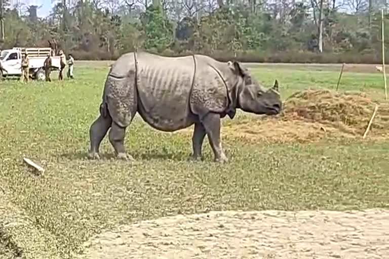 one horn Rhino openly move in Majuli