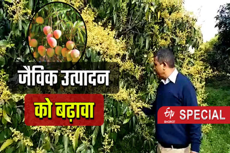 Haldwani Mango News