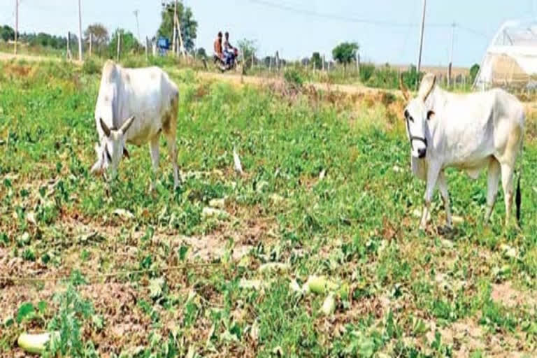 heavy loss to farmers by falling vegetables rates in market