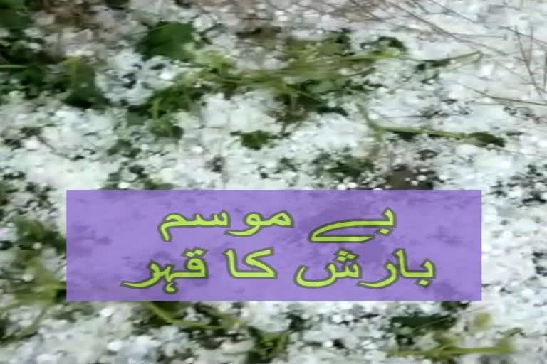 بے موسم بارش کے سبب کسان مایوس