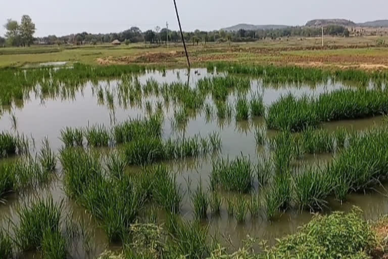 बेमौसम बारिश ने बढ़ाई किसानों की चिंता