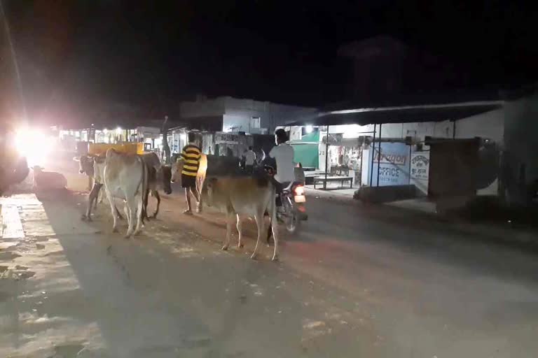 Passengers falling victim to cattle herd in bijapur