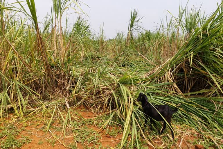 Crop wasted due to rain in seraikela