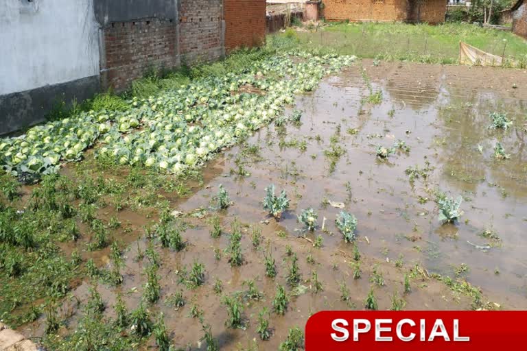 Crop wasted due to heavy rain in Hazaribagh