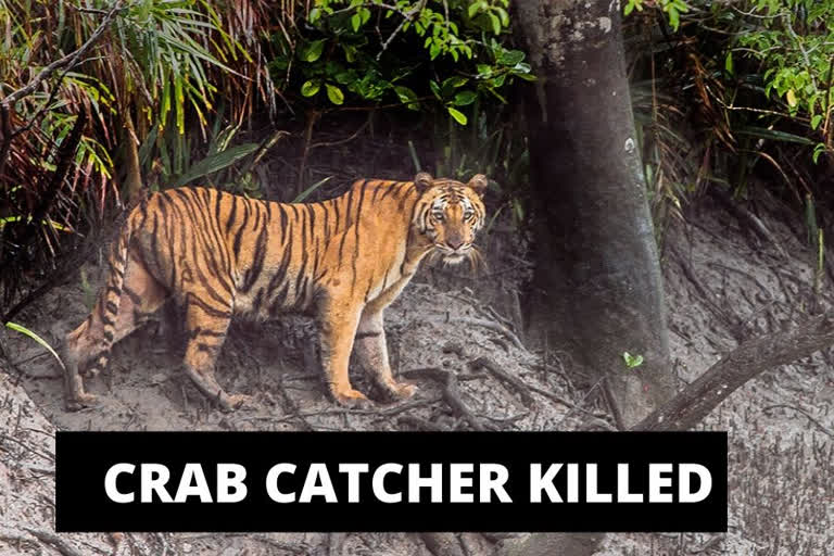 crab catcher killed in sunderban  Sundarbans latest update  west bengal sunderban  tiger kills crab catcher  crab market sunderban  സുന്ദർബൻ ദേശീയോദ്യാനം  കടുവയുടെ ആക്രമണം  കടുവയുടെ ആക്രമണത്തിൽ ഒരാൾ കൊല്ലപ്പെട്ടു