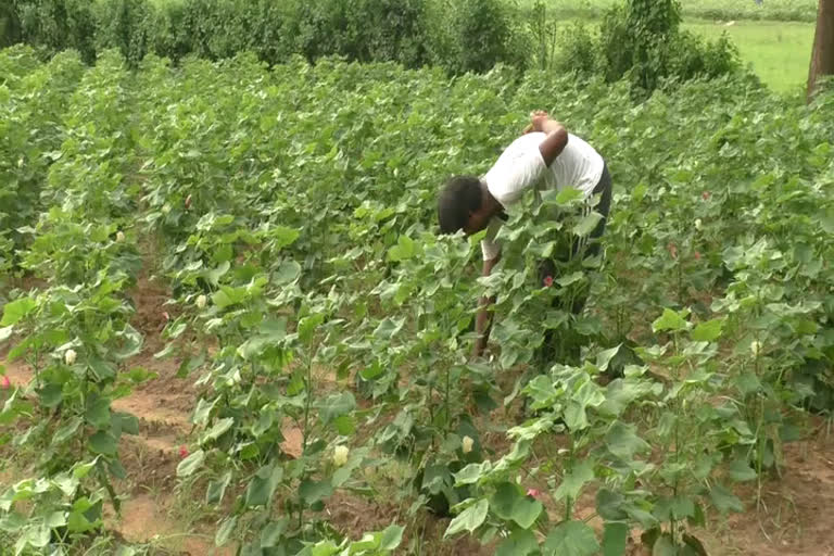 Summer Sowing in Mehsana district increased compared to last year