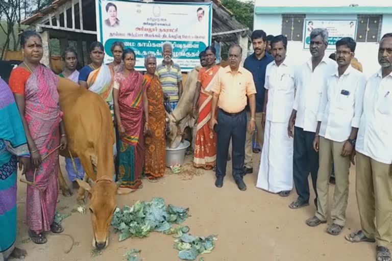 vegetable-distribution-program-for-cattle