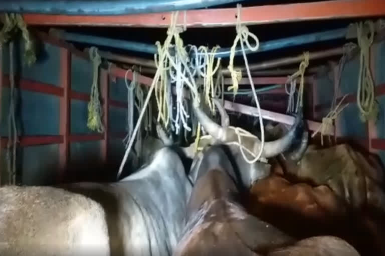 police detained  cattle smuggling in subrnapur