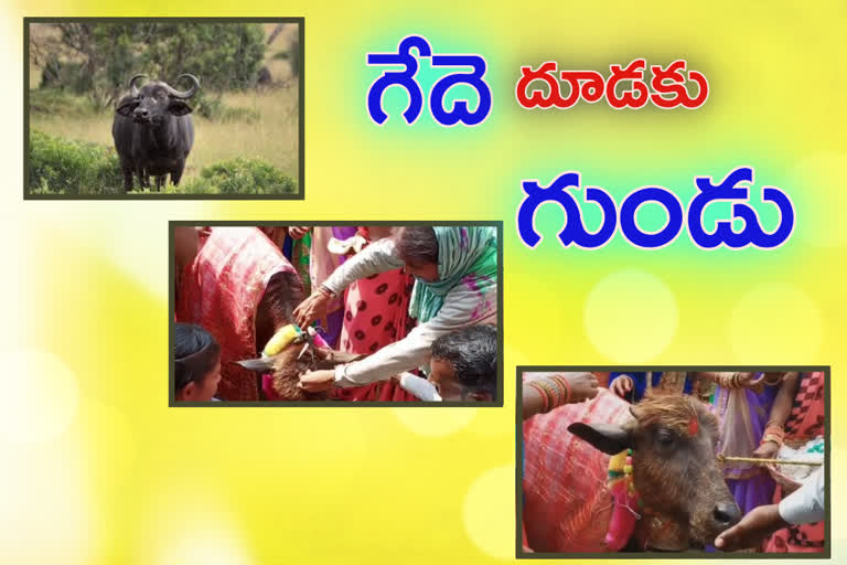 up-farmer-holds-mundan-ceremony-for-buffalo-calf