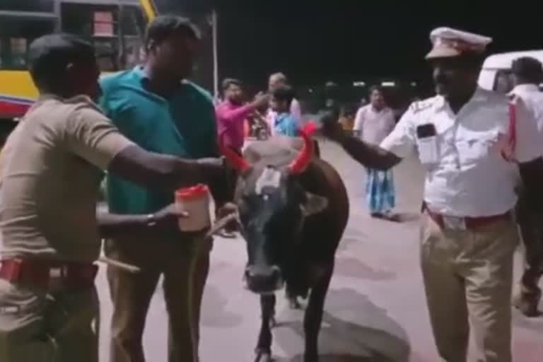 police painted reflecting colors on cow's horns