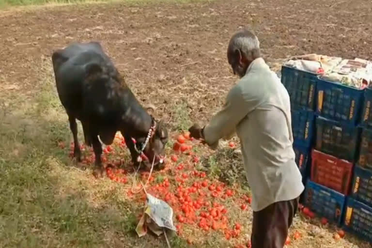 corona-virus-effect-on-tomato-crop-market-in-latur