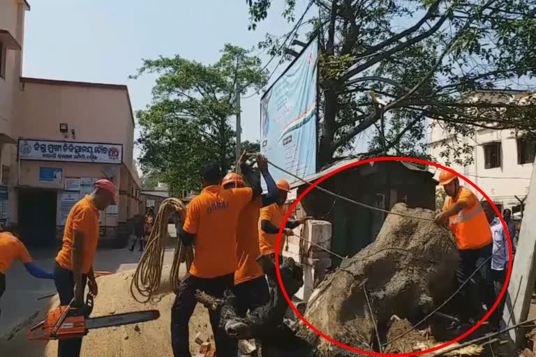 ‘ETV India’ great impact; The tree was cut down from the hospital premises