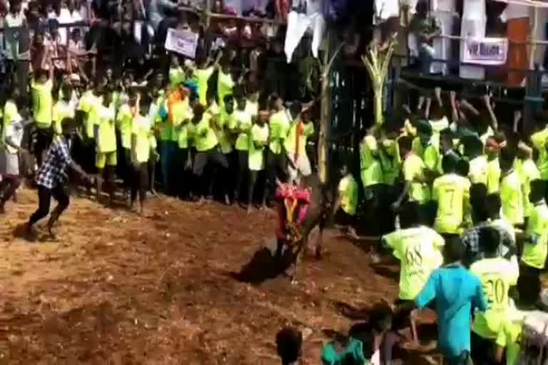 18 persons injured by bull in periya kurumpa patti jallikattu