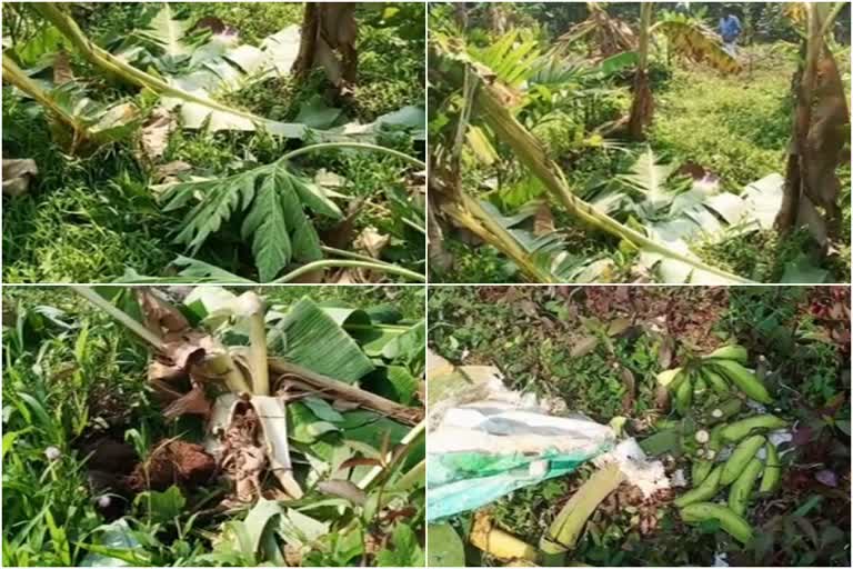 Wild elephants  Wild elephants destroyed faming  Wild elephants in perumbadavam  Wild elephants attack  Wild elephants malappuram  മലപ്പുറം ഒറ്റയാൻ വിളയാട്ടം  വൻ കൃഷി നഷ്‌ടം  പെരുവമ്പാടം