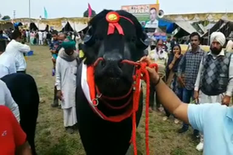 Modi Bull