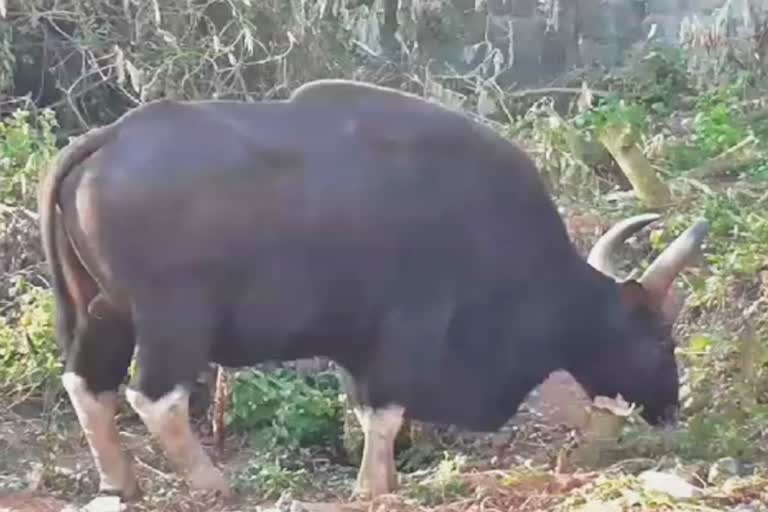 gaur