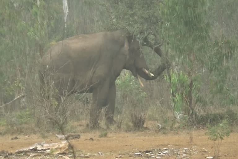 drought-in-sathyamangalam-wildlife-sanctuary-leaves-an-elephant-to-fetch-food-and-water