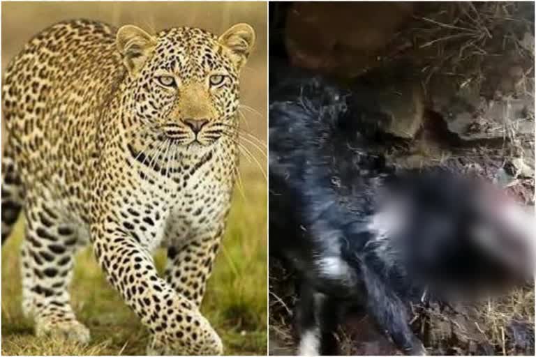 terror of leopard in shilai area