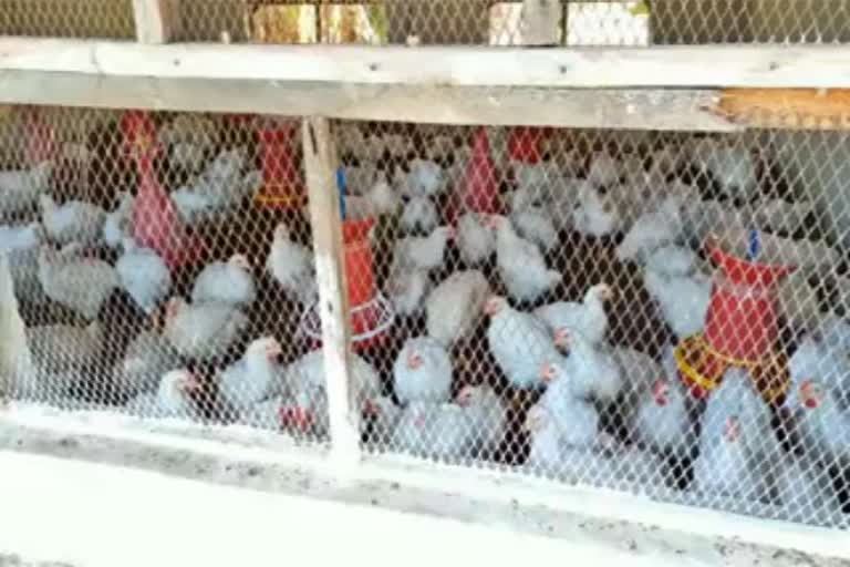 bird flu cases in mysore