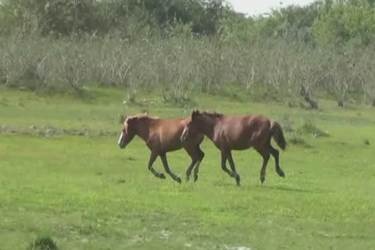 wild-horse free movement at jonai