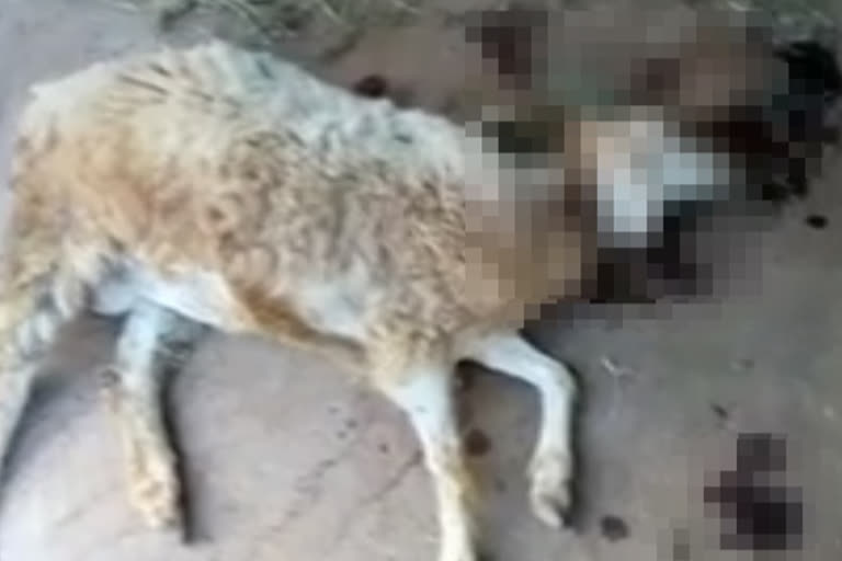 leopard-kills-goat-in-thalawady-hills