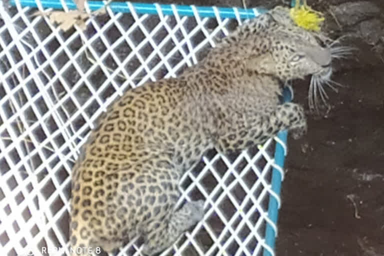 Leopard fell in the well in khargone