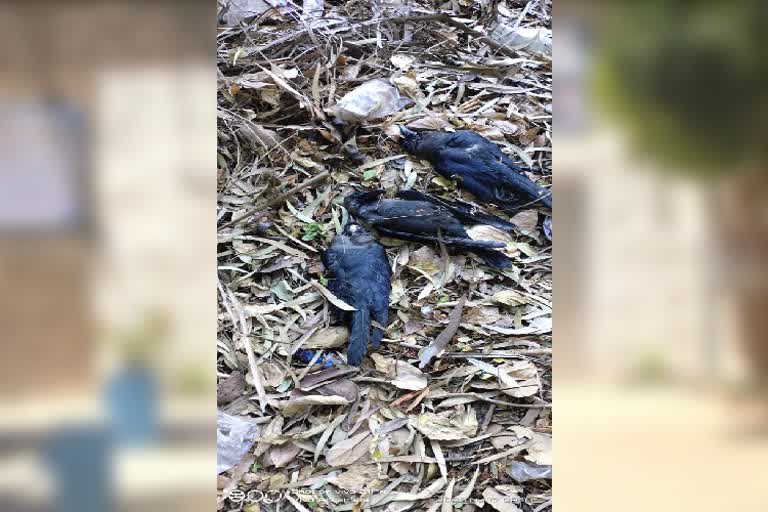 8 crows died in bangalore mahalakshmi layout  park