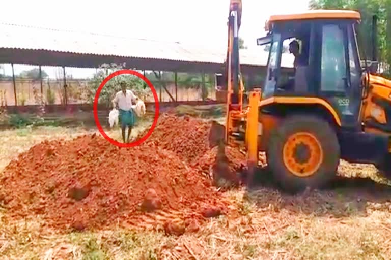 a-living-burial-of-9000-chickens-in-davanagere