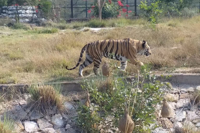 राजस्थान के सभी नेशनल पार्क बंद, All national parks of Rajasthan closed