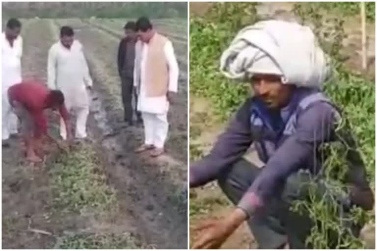 Farmers' crops spoiled in Ghaziabad due to rain and hail