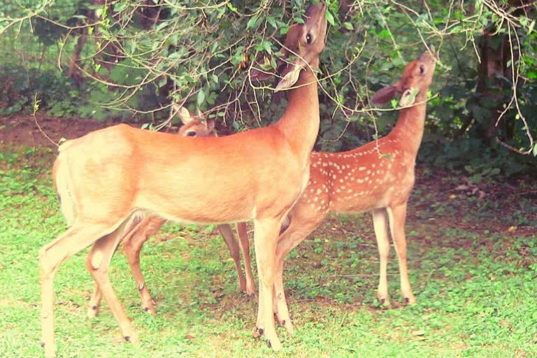 Jharkhand Divisional Fores  Ramgarh  Wildlife Protection Act  Rauta forest  Mandu block  killing two fawns  വന്യ മൃഗങ്ങള്‍  യുവാവ് അറസ്റ്റില്‍  മാന്തു ടുഡു  റാഞ്ചി