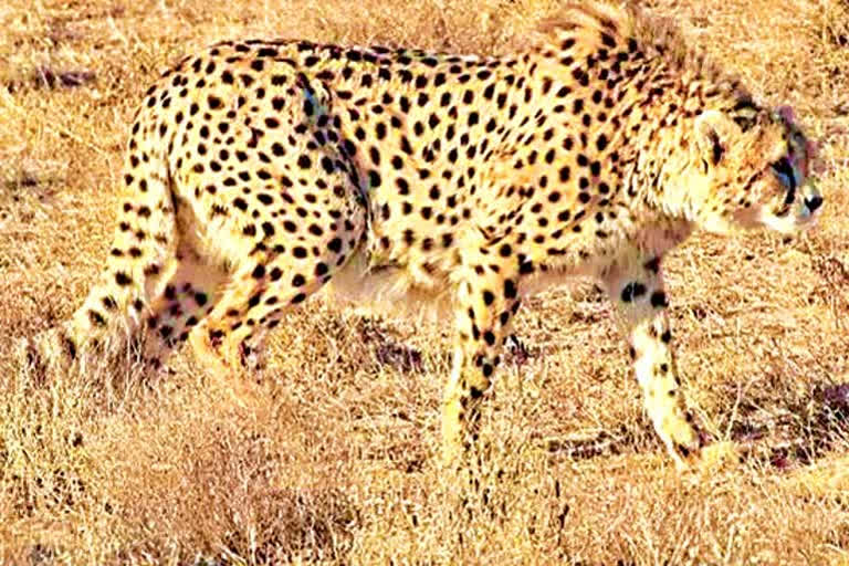 latest research by ccmb asian and african cheetahs are not same species