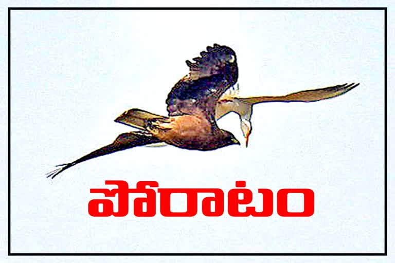 The River Tern birds fighting with eagle in Hyderabad