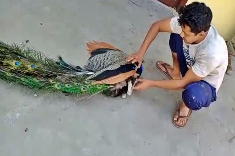 peacock injured in jhajjar