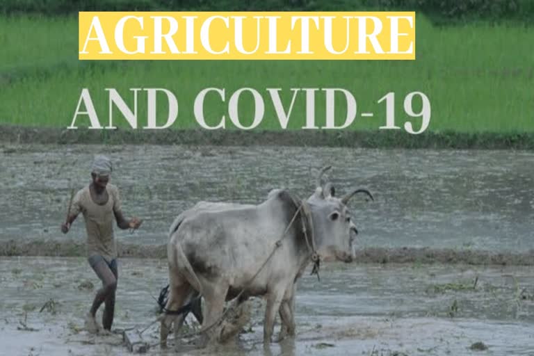 Agriculture in the time of COVID-19