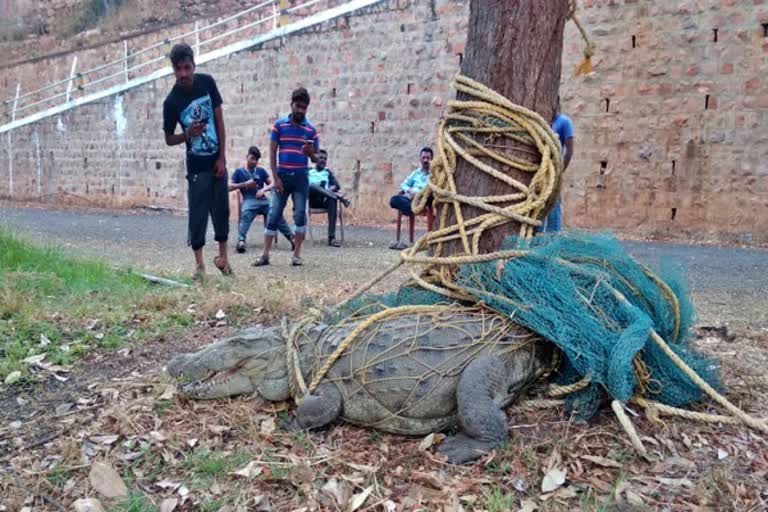 large scale crocodile discover in malaprabha river at belgavi