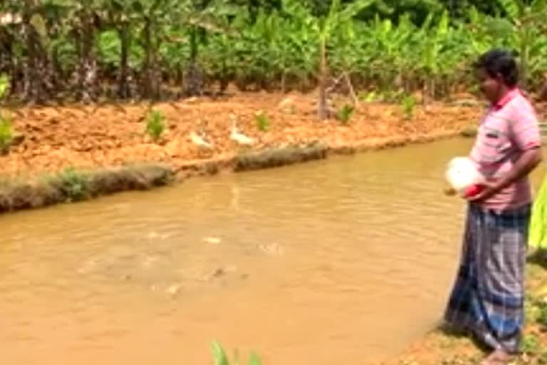 aquaculture  മത്സ്യകൃഷി  തിരുവനന്തപുരം വാർത്ത  thiruvananthapuram story