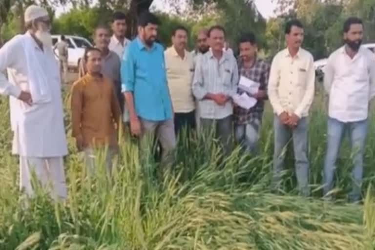 minister Bachchu Kadu visted damaged crop in  Amravati