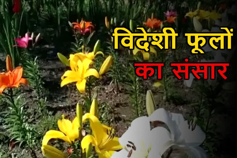 Haldwani flower story