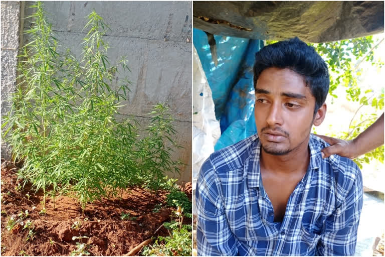 ganja  Cannabis  youth  arrest  Youth arrested  ganja youth  കഞ്ചാവ് കൃഷി  യുവാവ് അറസ്റ്റിൽ  palakkad  പാലക്കാട്