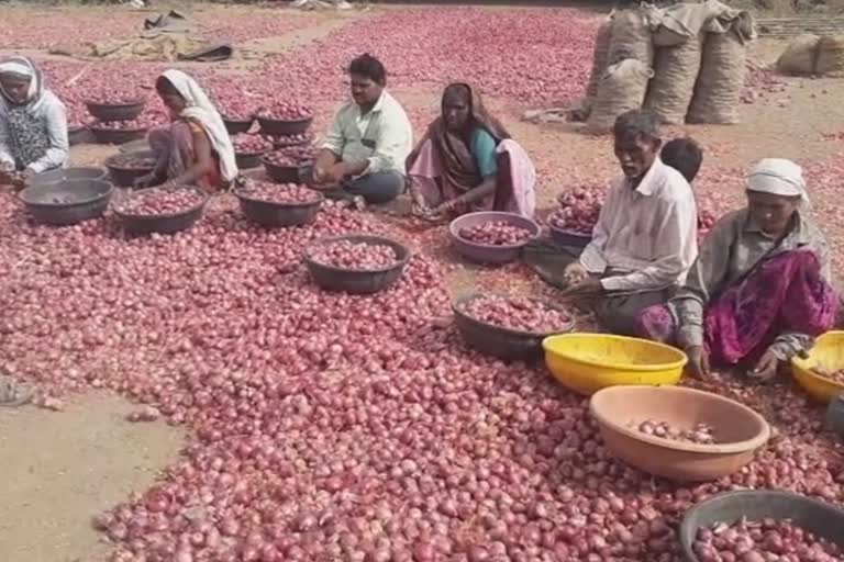 Lower prices for onions due to corona crisis in nashik