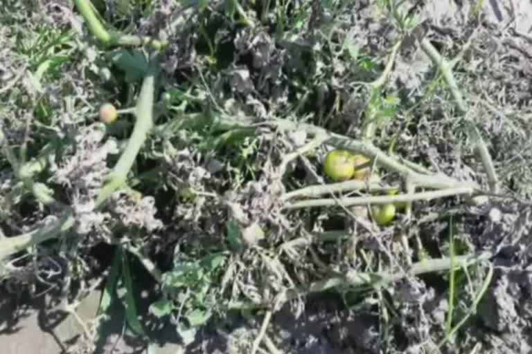 tomato crop of radaur