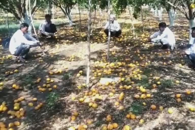 Destroyed orange crop for heavy rain in washim