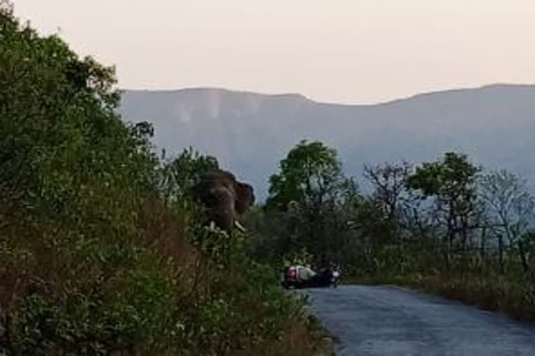 Mudigere: Wild elephant attacks on bike rider