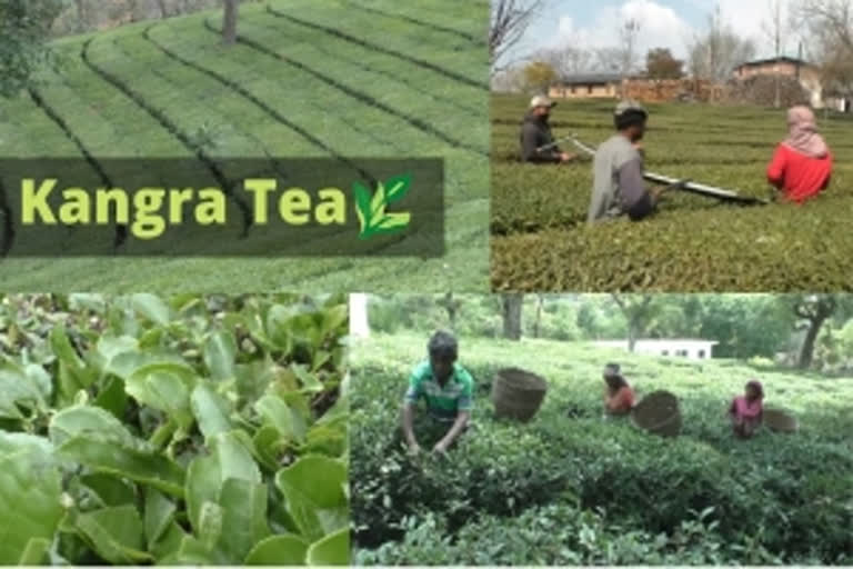 Famous Indian Kangra tea has Chinese roots