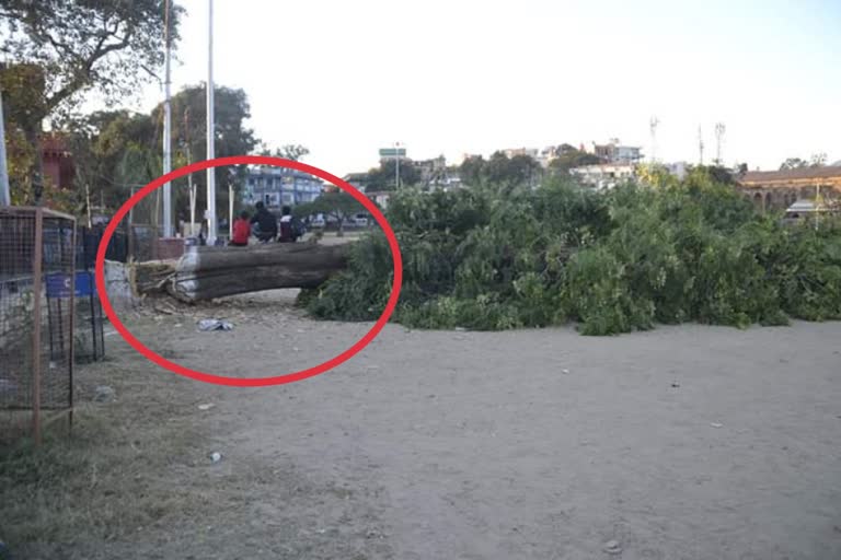 green tree cut down in nahan