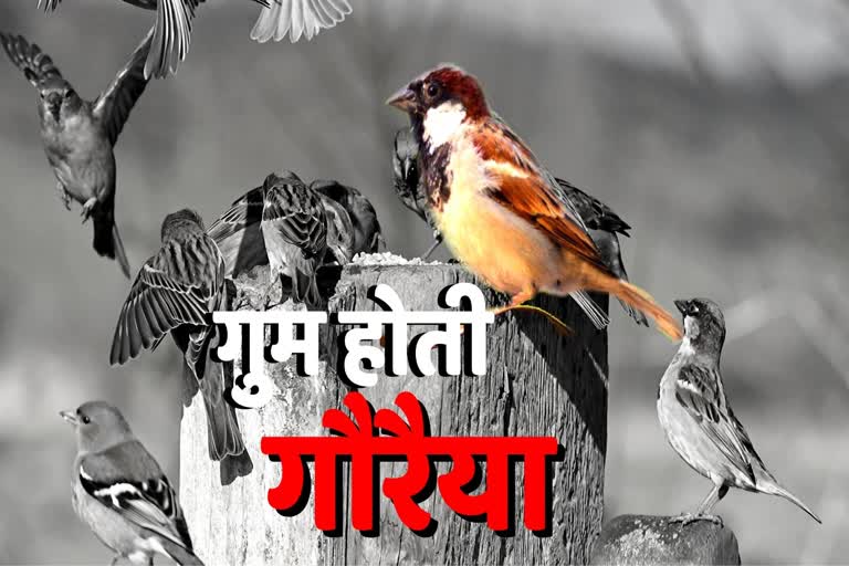 special-story-on-world-sparrow-day