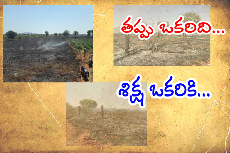 fire accident in pomegranate field patha gudupalli